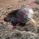 porcupine (Oops! image not found)